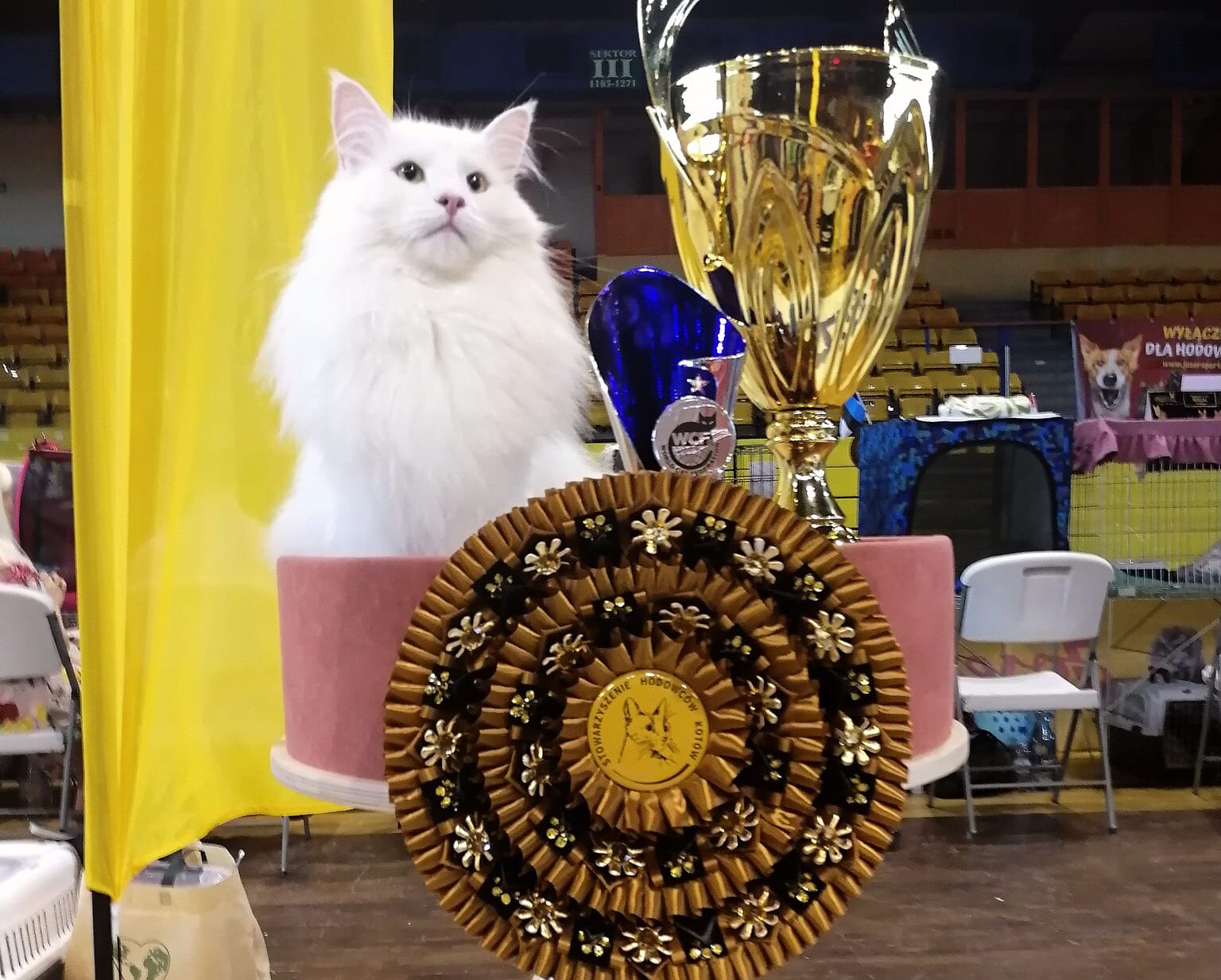 Poldo, Valsuganas katt, vinner uten tvil på Olimpia World Cat Show