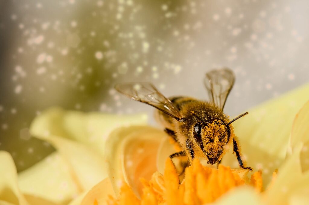BeeTrento, il progetto che misura la qualità dell'ambiente grazie alle api