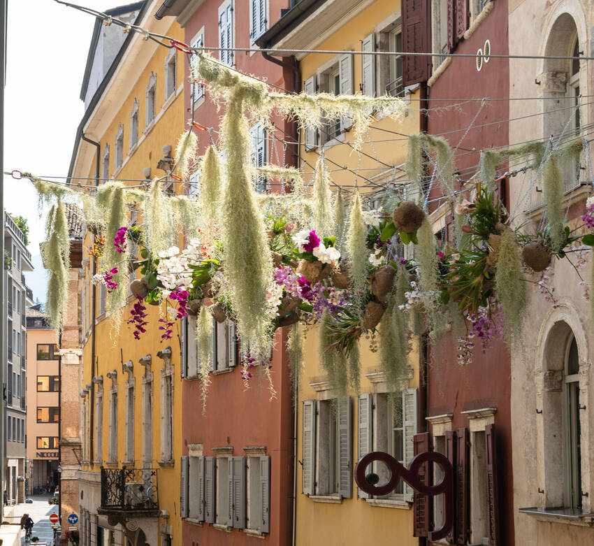 Fiori al centro
