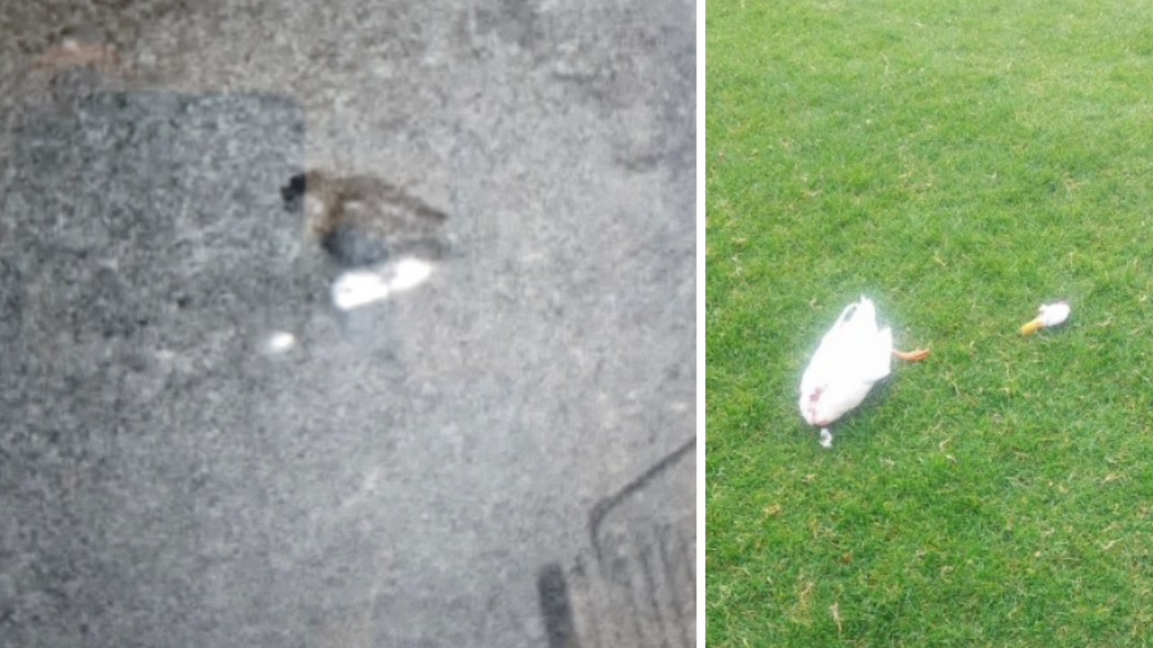 Anatra decapitata a Riva del Garda: «È stato un rapace, probabilmente ...