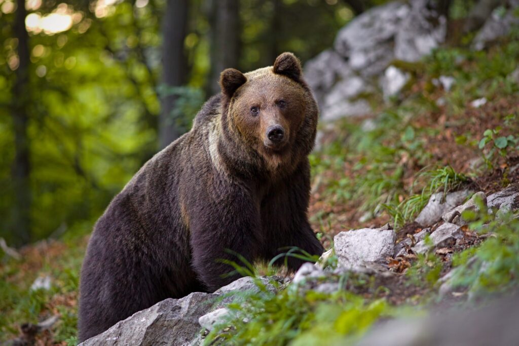 L'orso MJ5