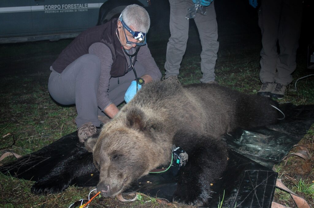 De Guelmi risponde: «L'orso attacca se avverte minacce. Il 6