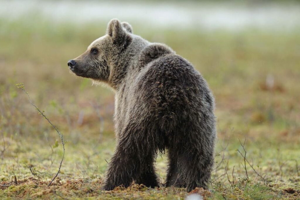 Orso cucciolo (Immagine di repertorio)