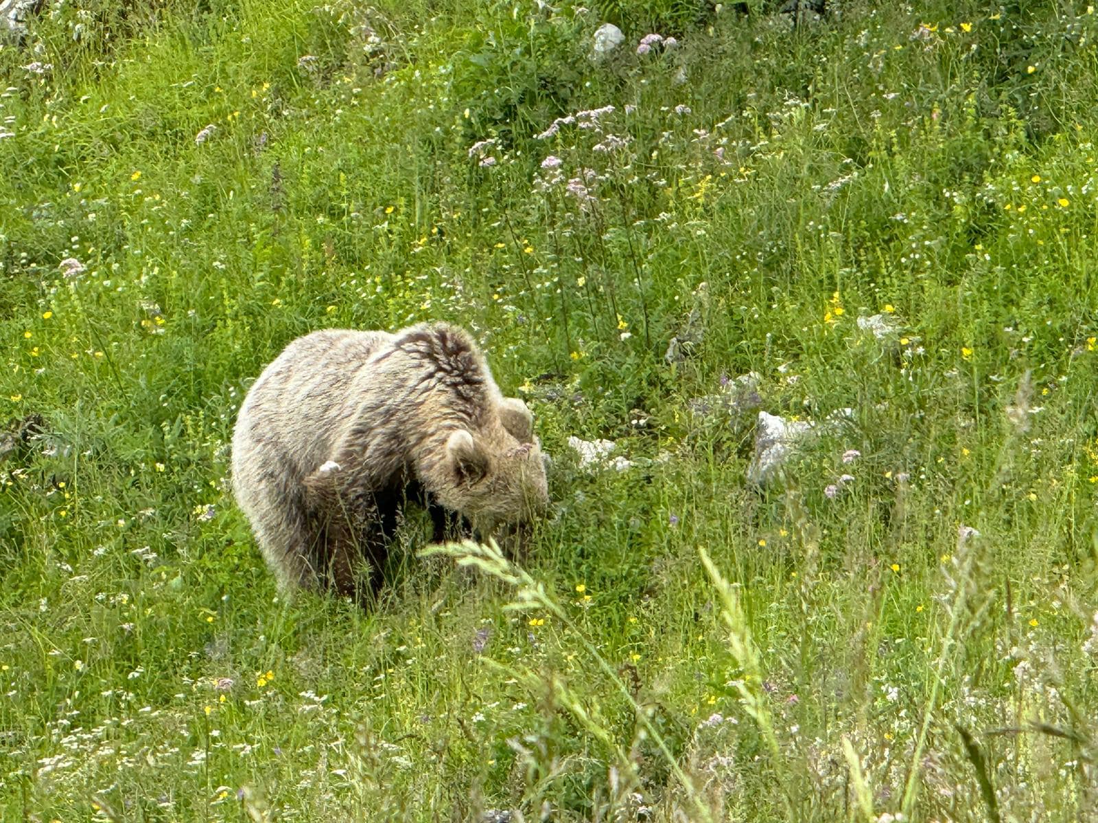 Orso, la Provincia assicura «Nessun nuovo caso»